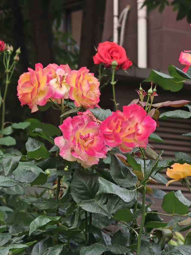 前进花园
