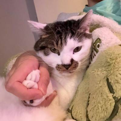 巴菲猪