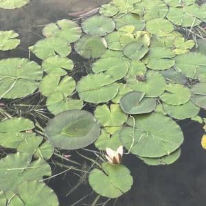 小蓝焰