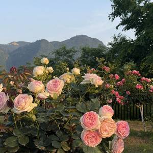 慧慧