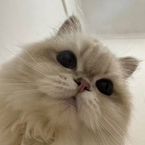 泪猫