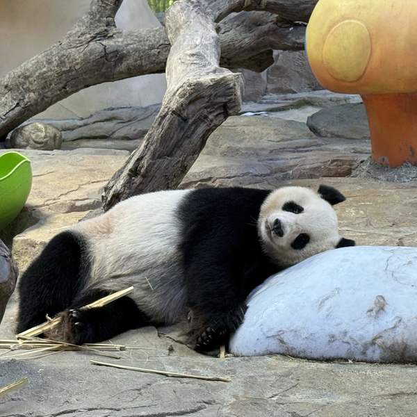 请你吃颗糖