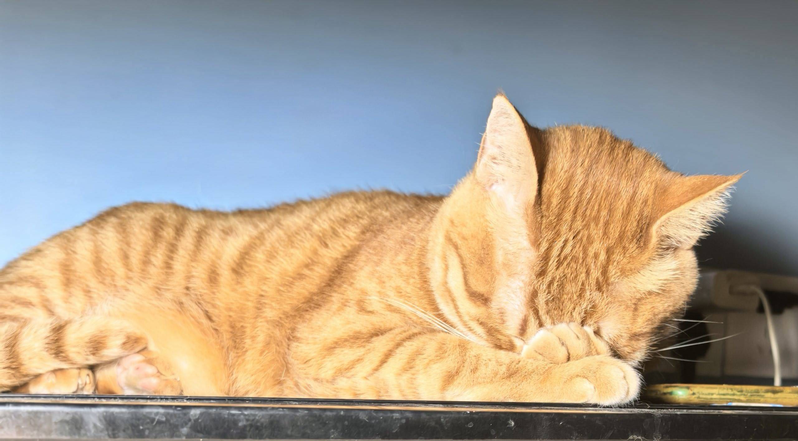 猫叔