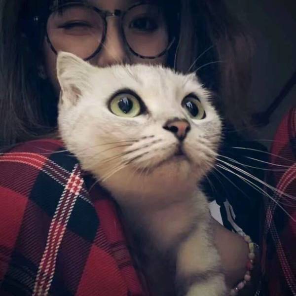 胖胖