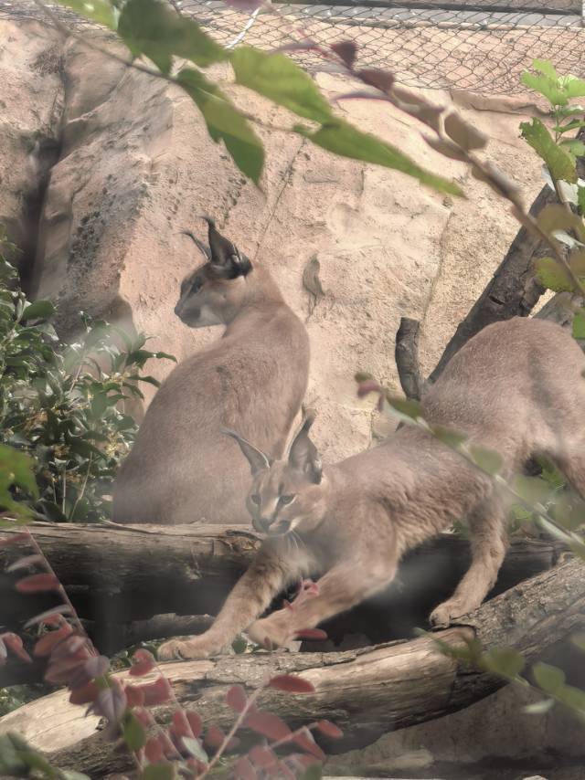 🐰