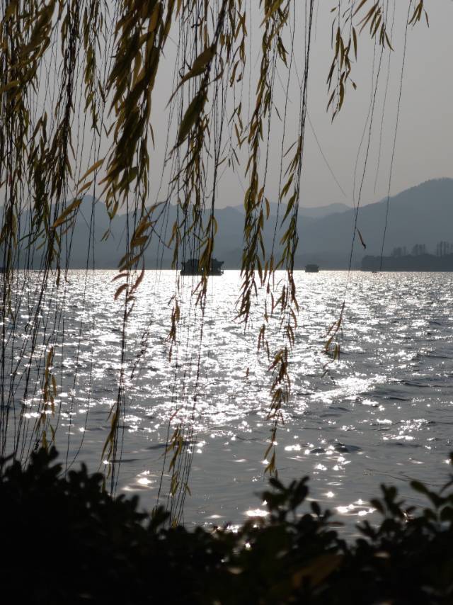 鲨鱼