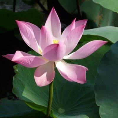 流芳百世
