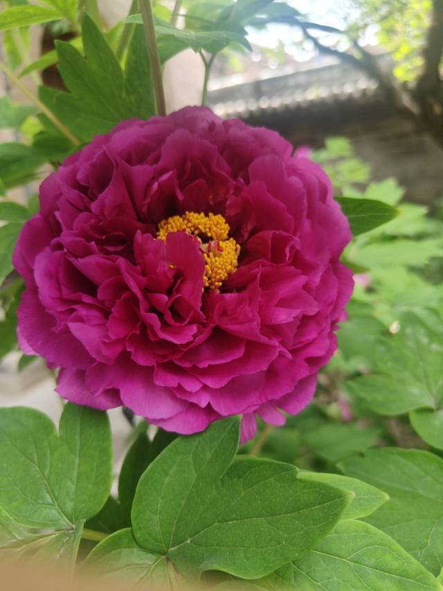 花开富贵
