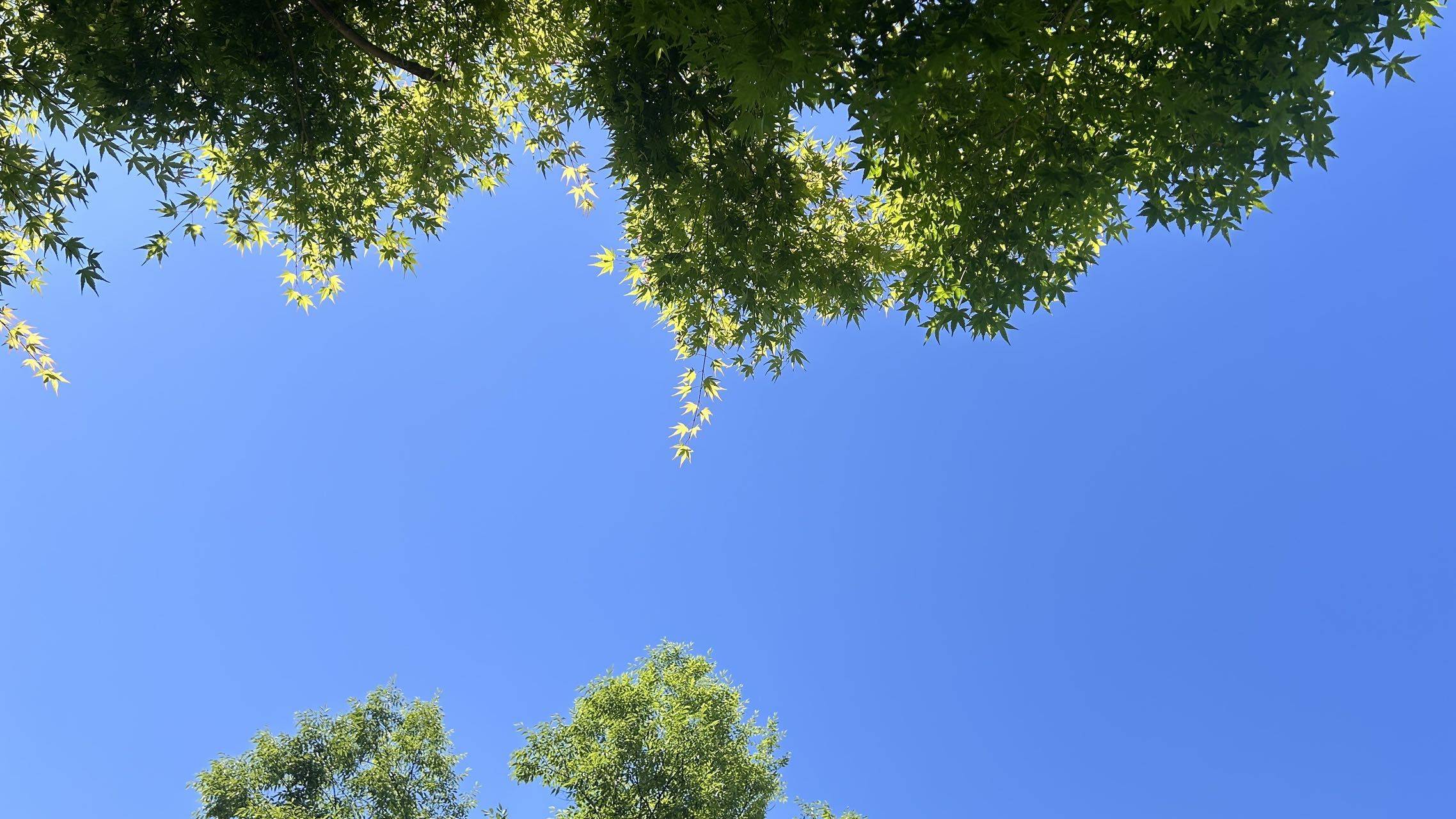 是我加菲.