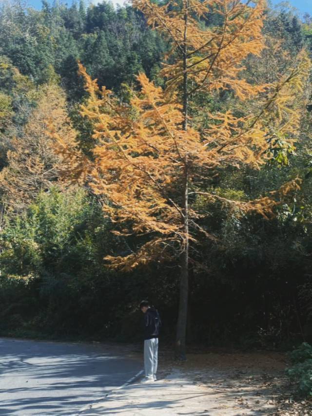 松