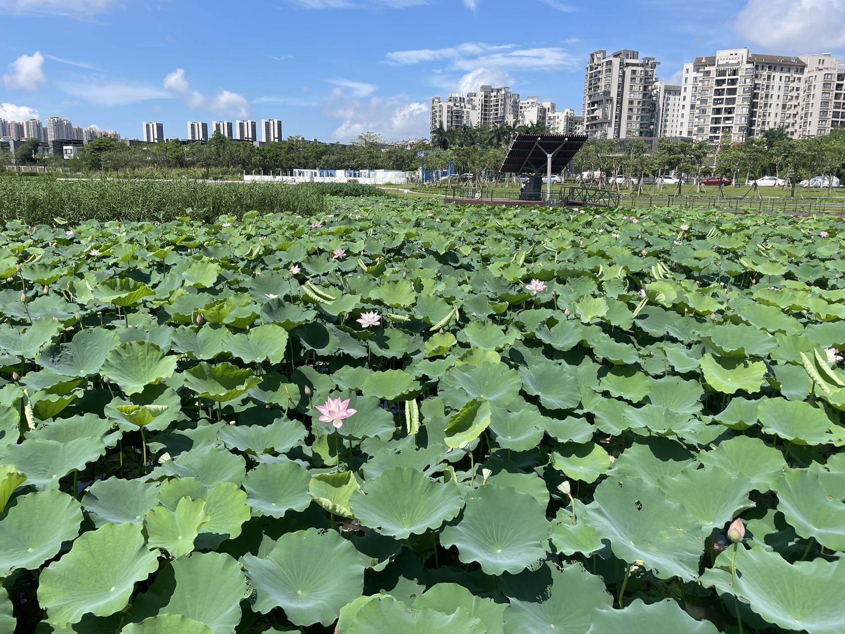 曼陀罗