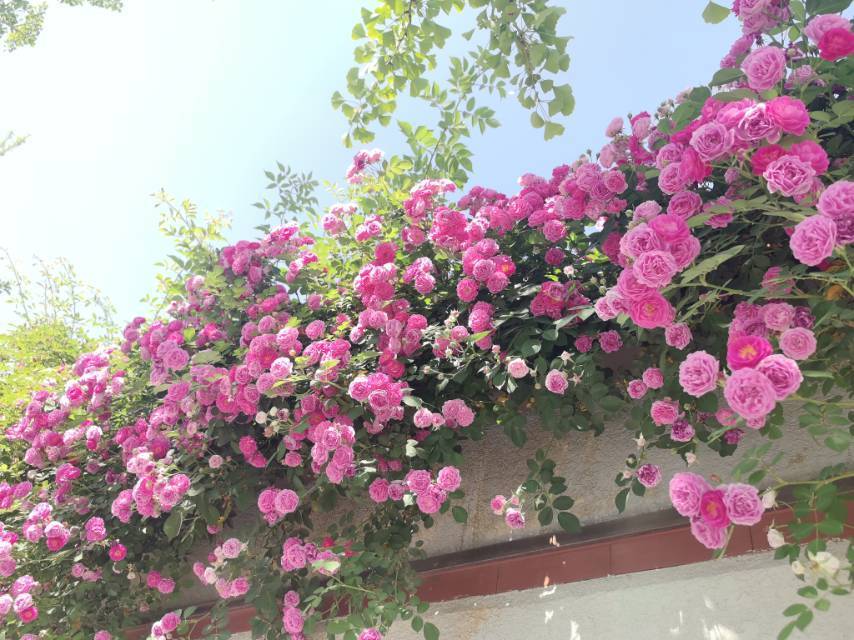 天天