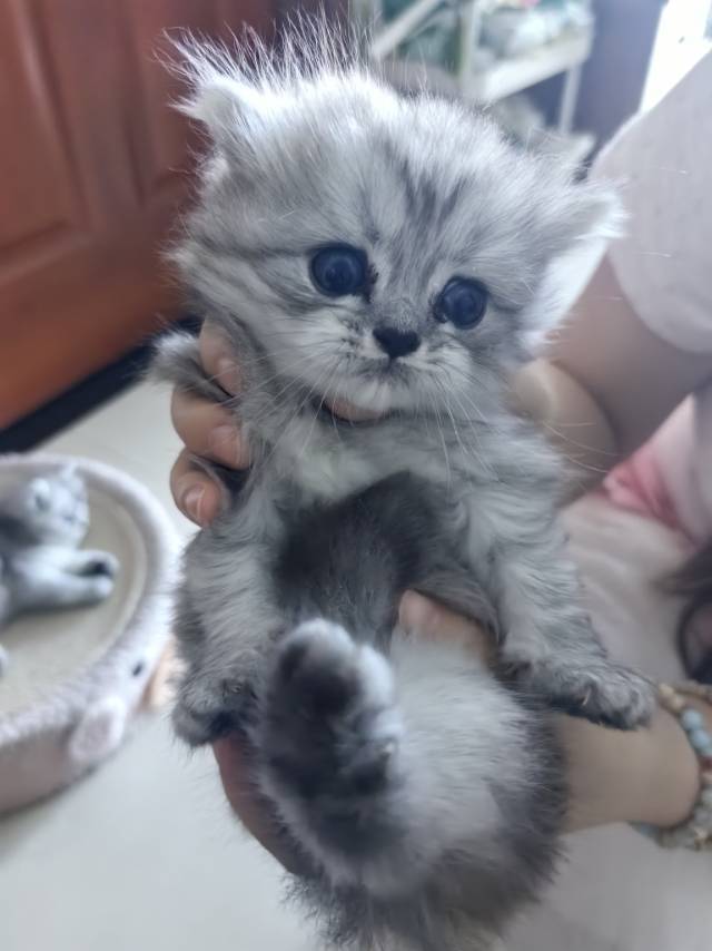 静佳人