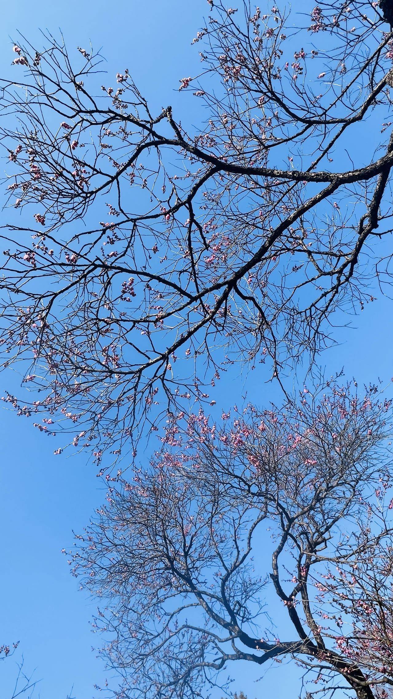 燕儿在林梢