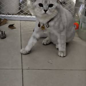 龙