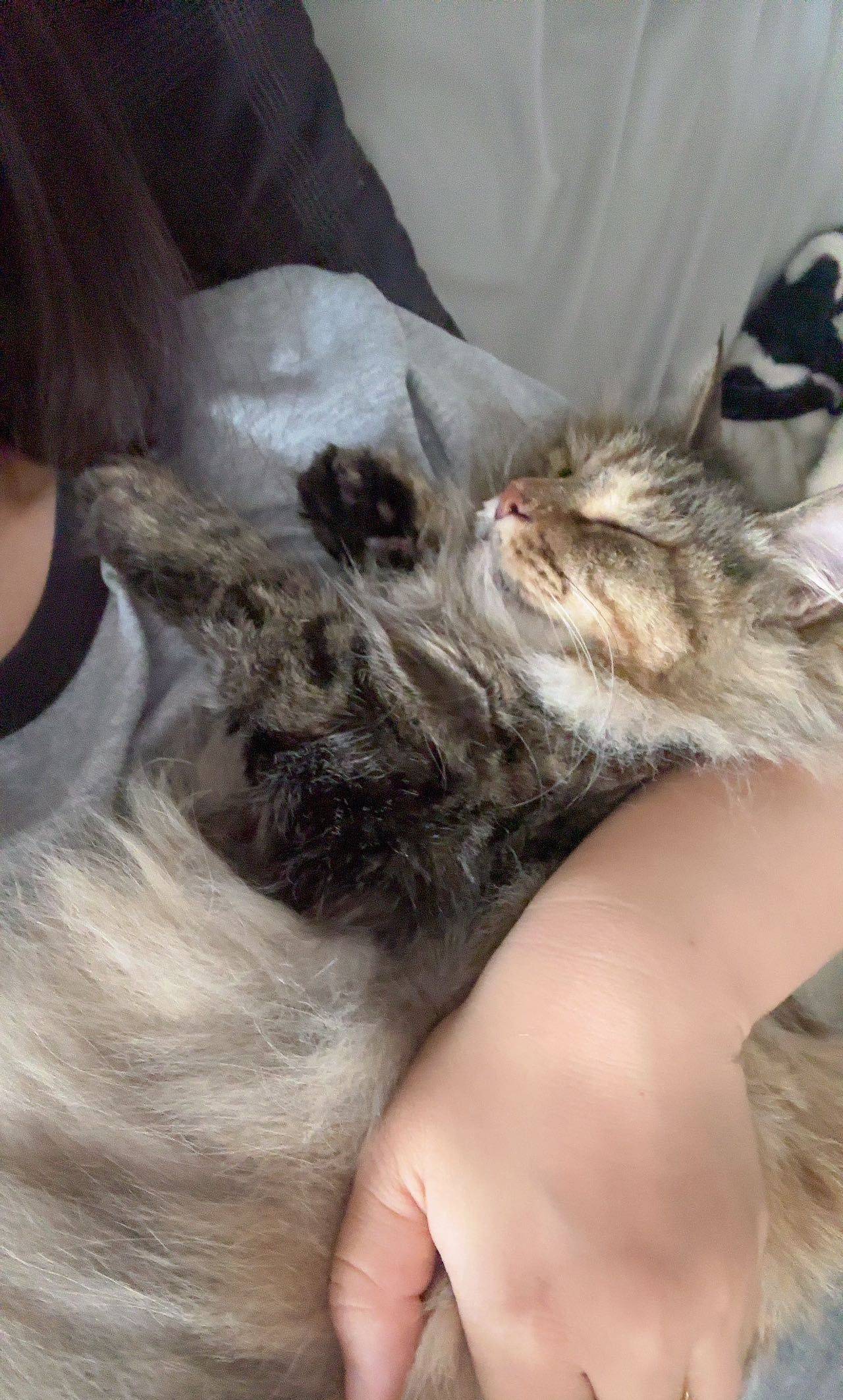 koalaxxx