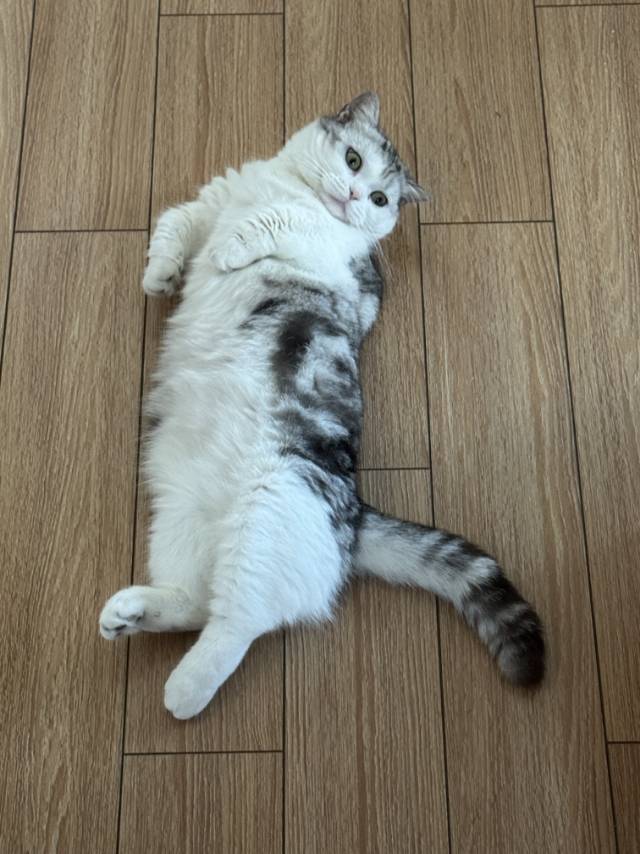 鹅鹅鹅