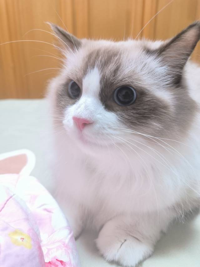 咪