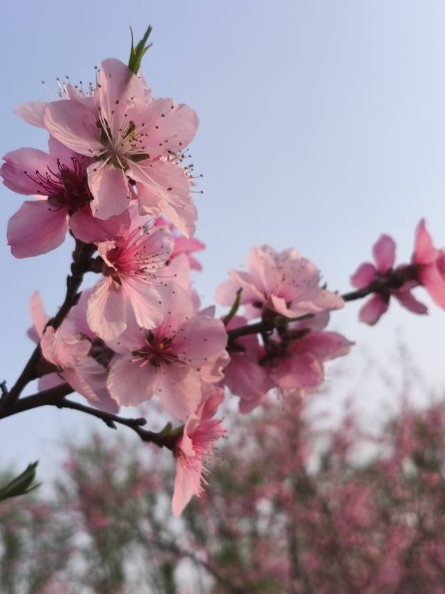 王霞