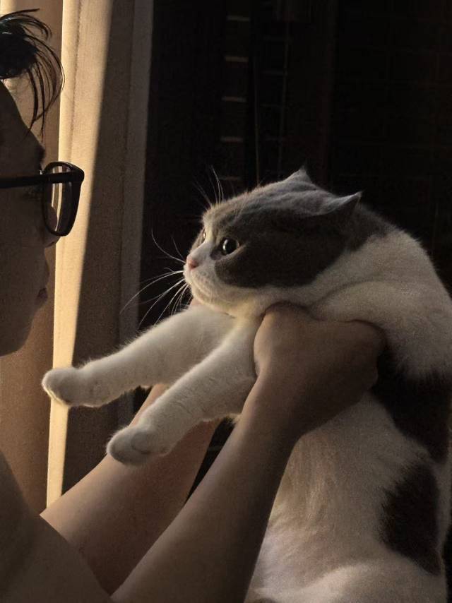 羊咩咩