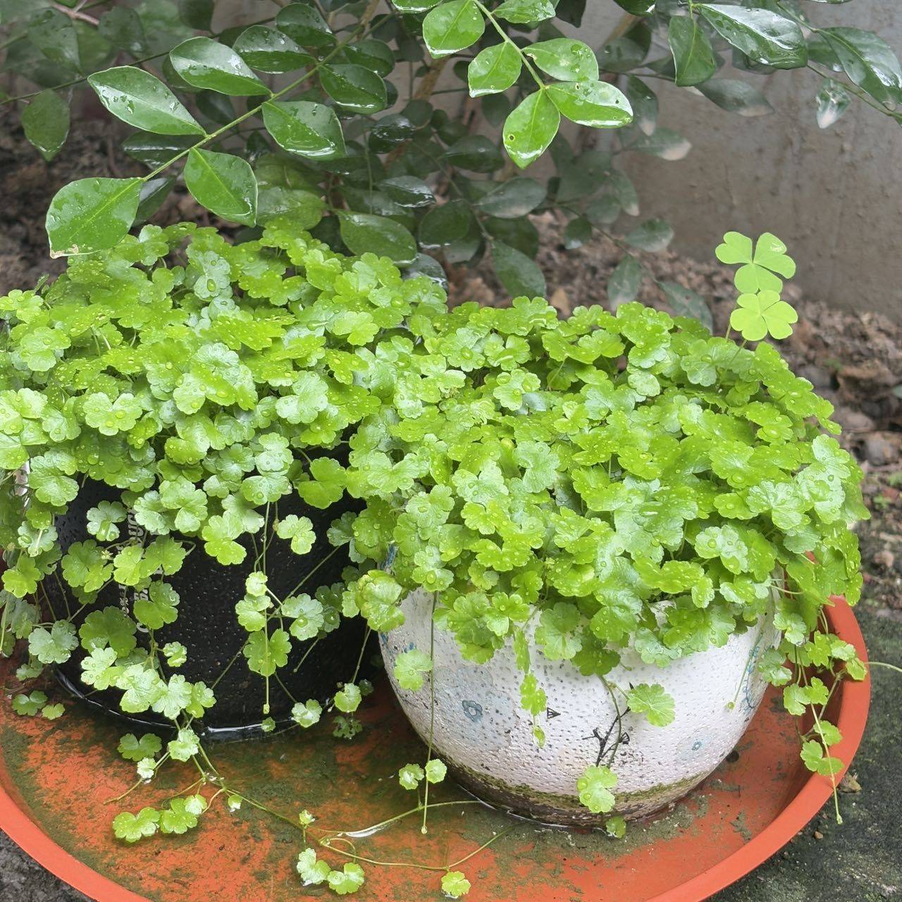 南枝
