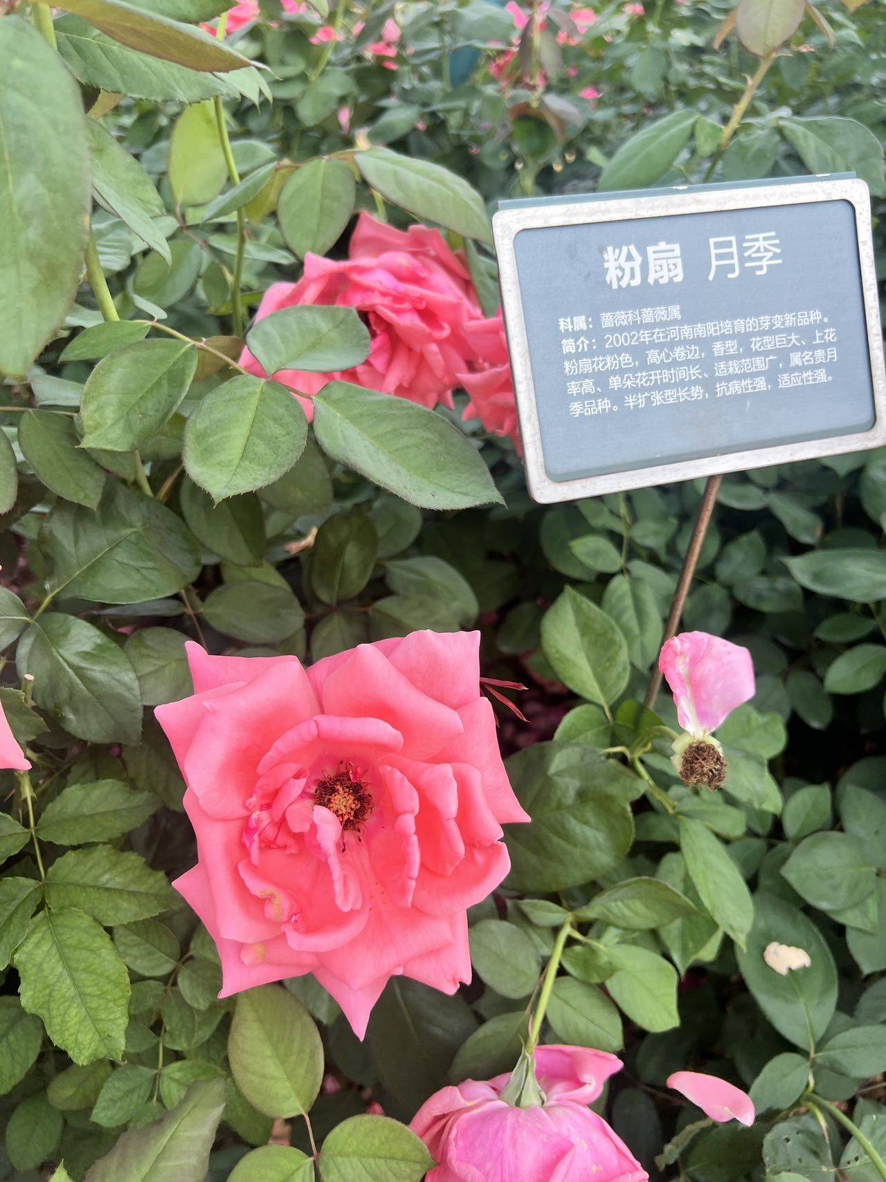 流芳百世的代号