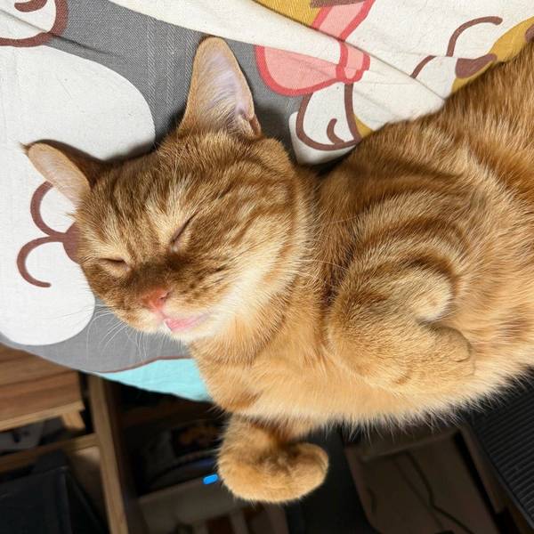bingold