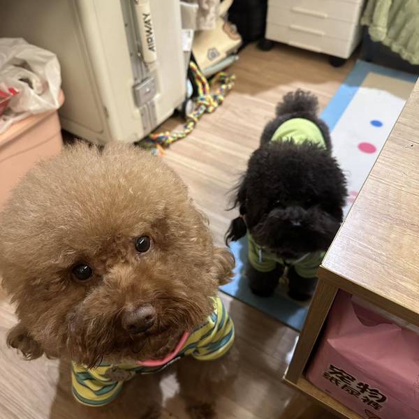 小狗煮鱼