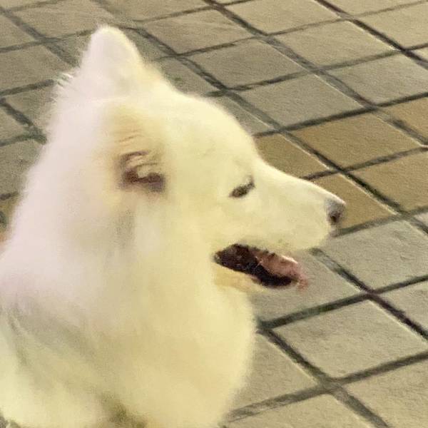 kikoTTLY