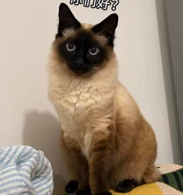 李卜