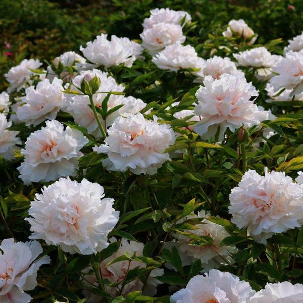 富贵花开