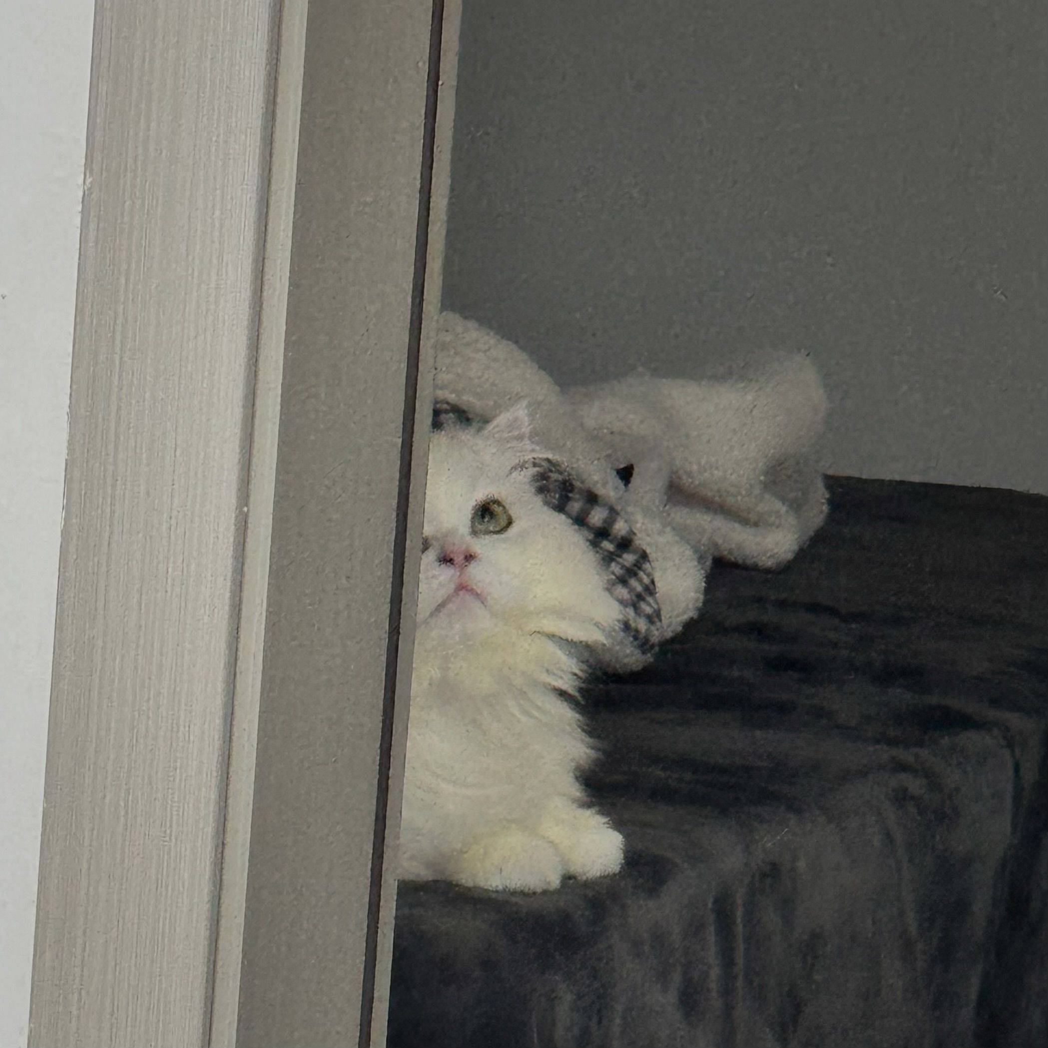 嘉