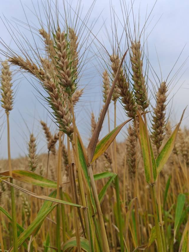 新川套一出租