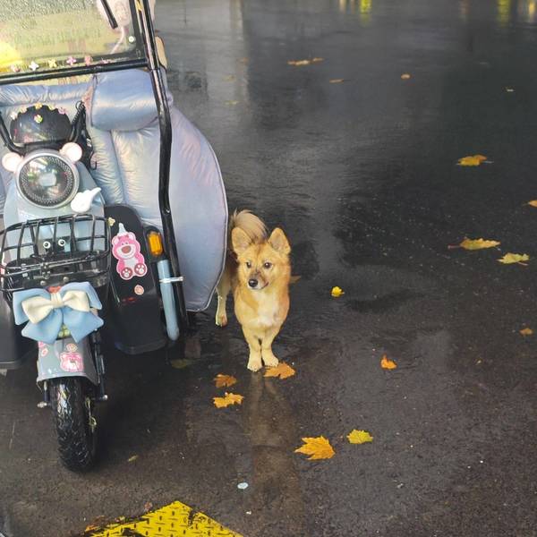 本福