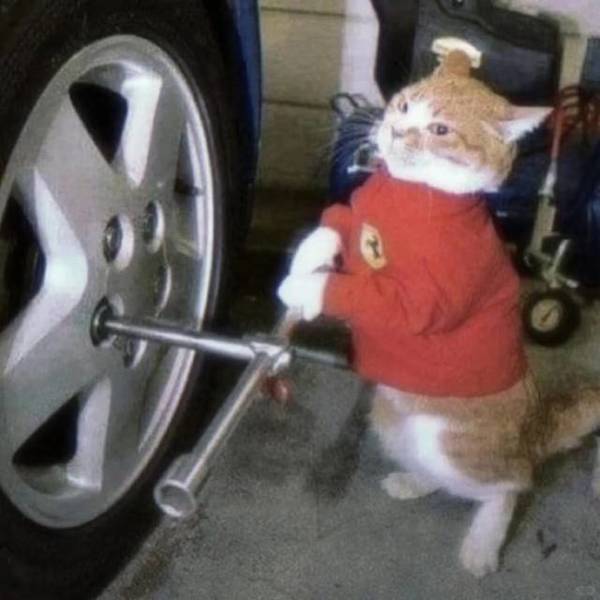 瞌睡猫