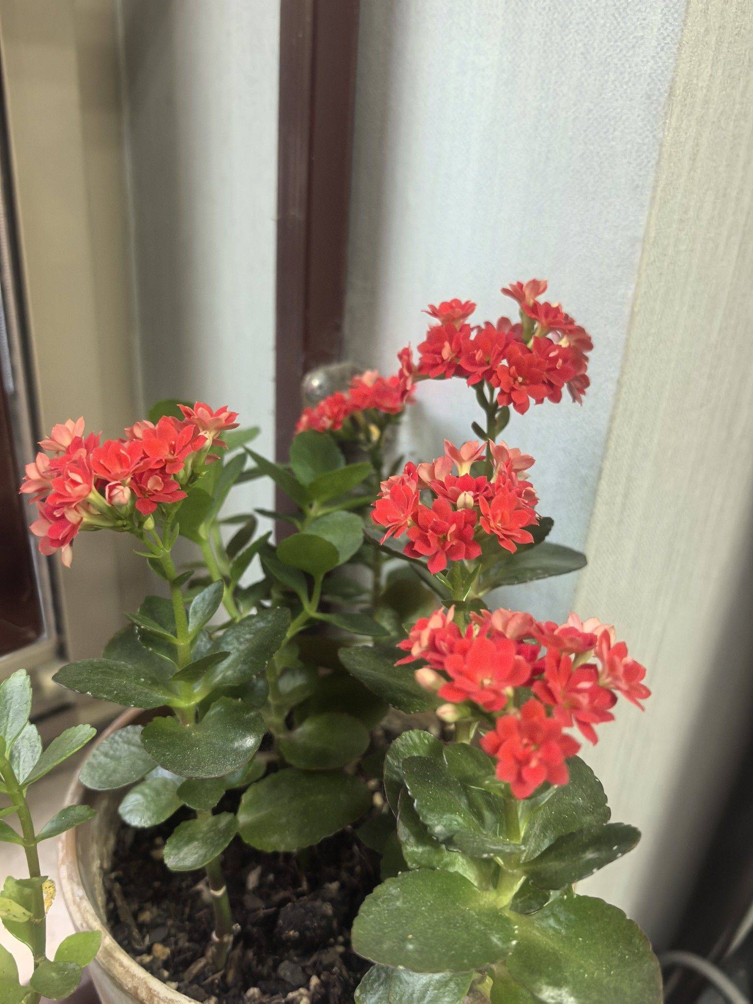 牛老师