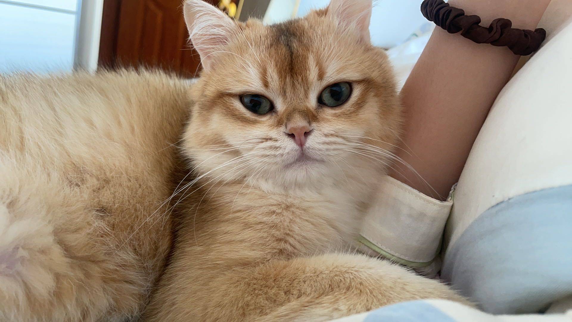 肖洒自如