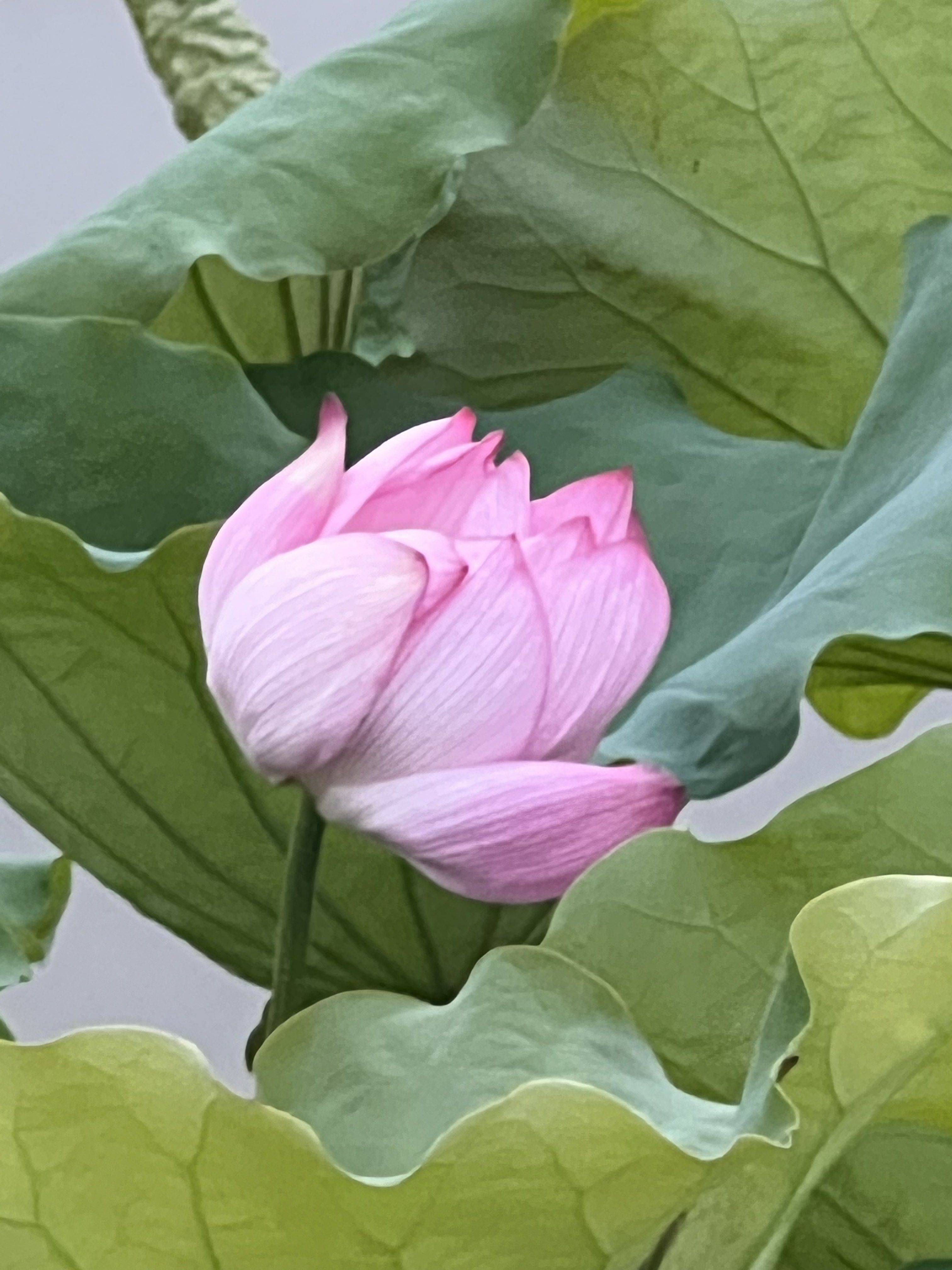 二月柳