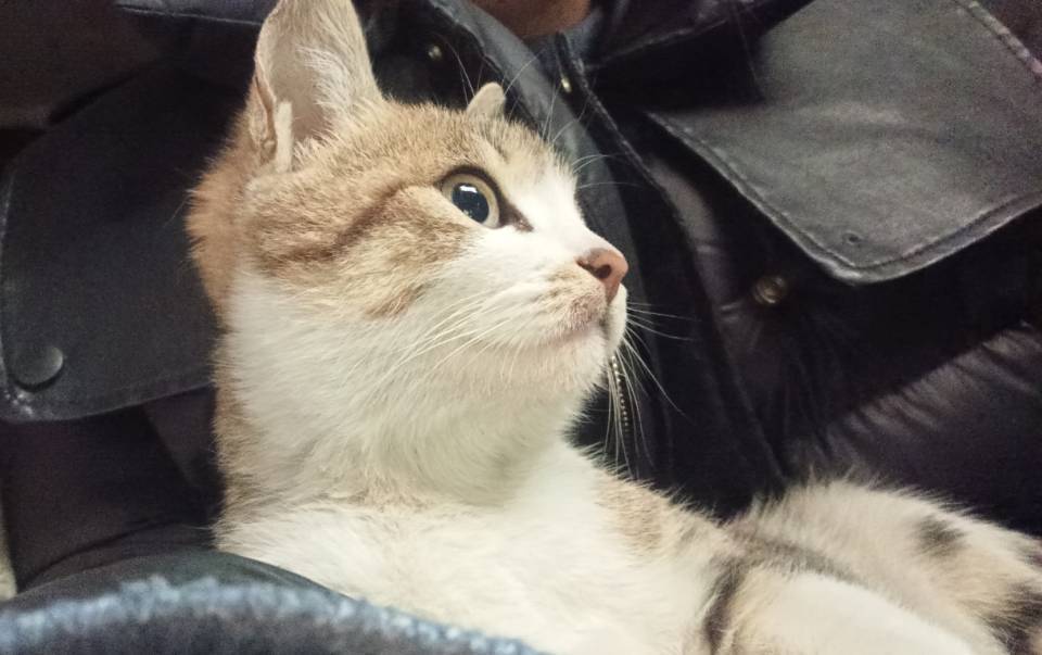 咪