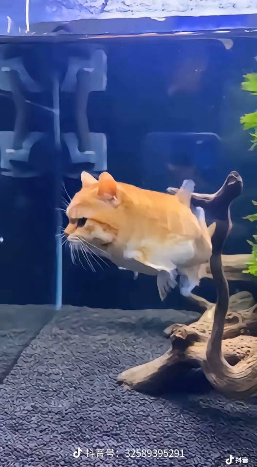 个人转租