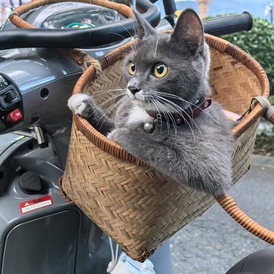 泽西