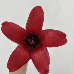 杨哈哈
