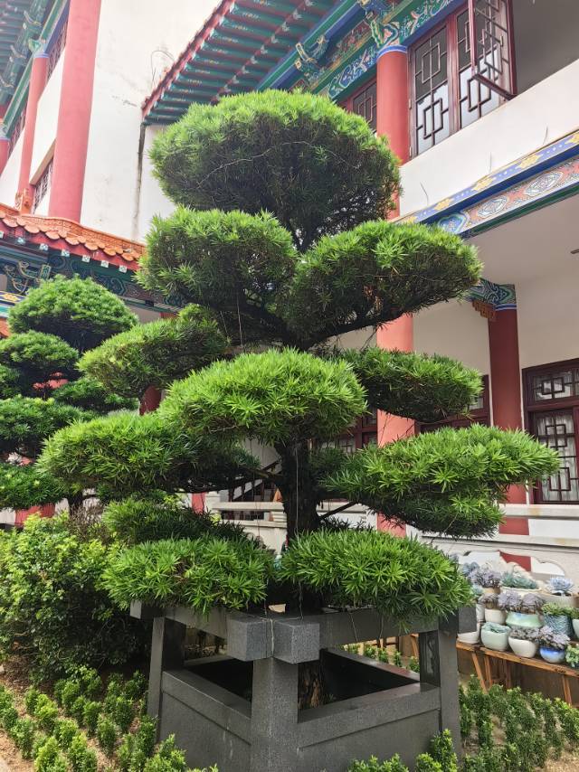 许多年以后