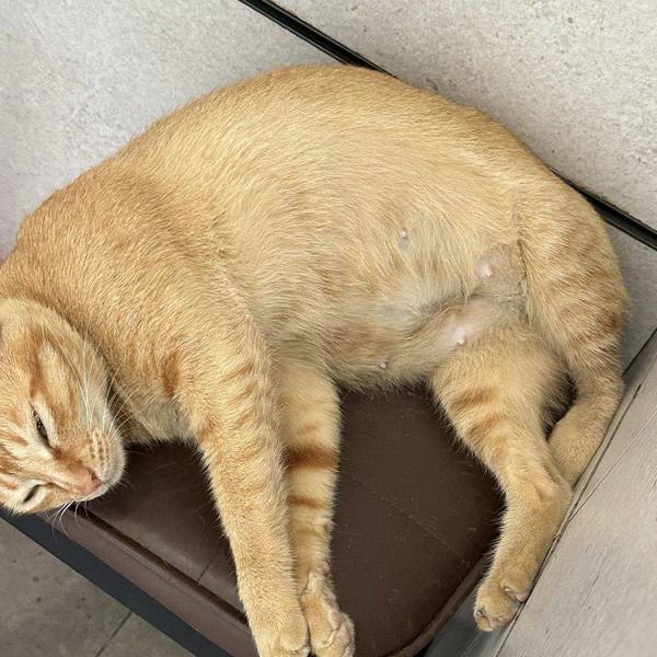 咪咪猫猫