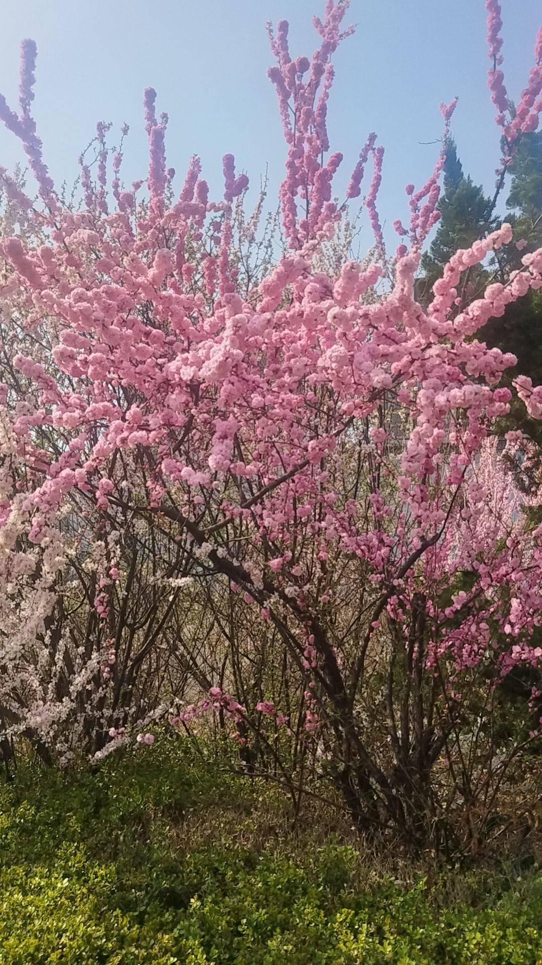 林林