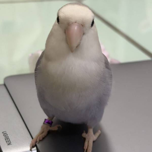 苏苏