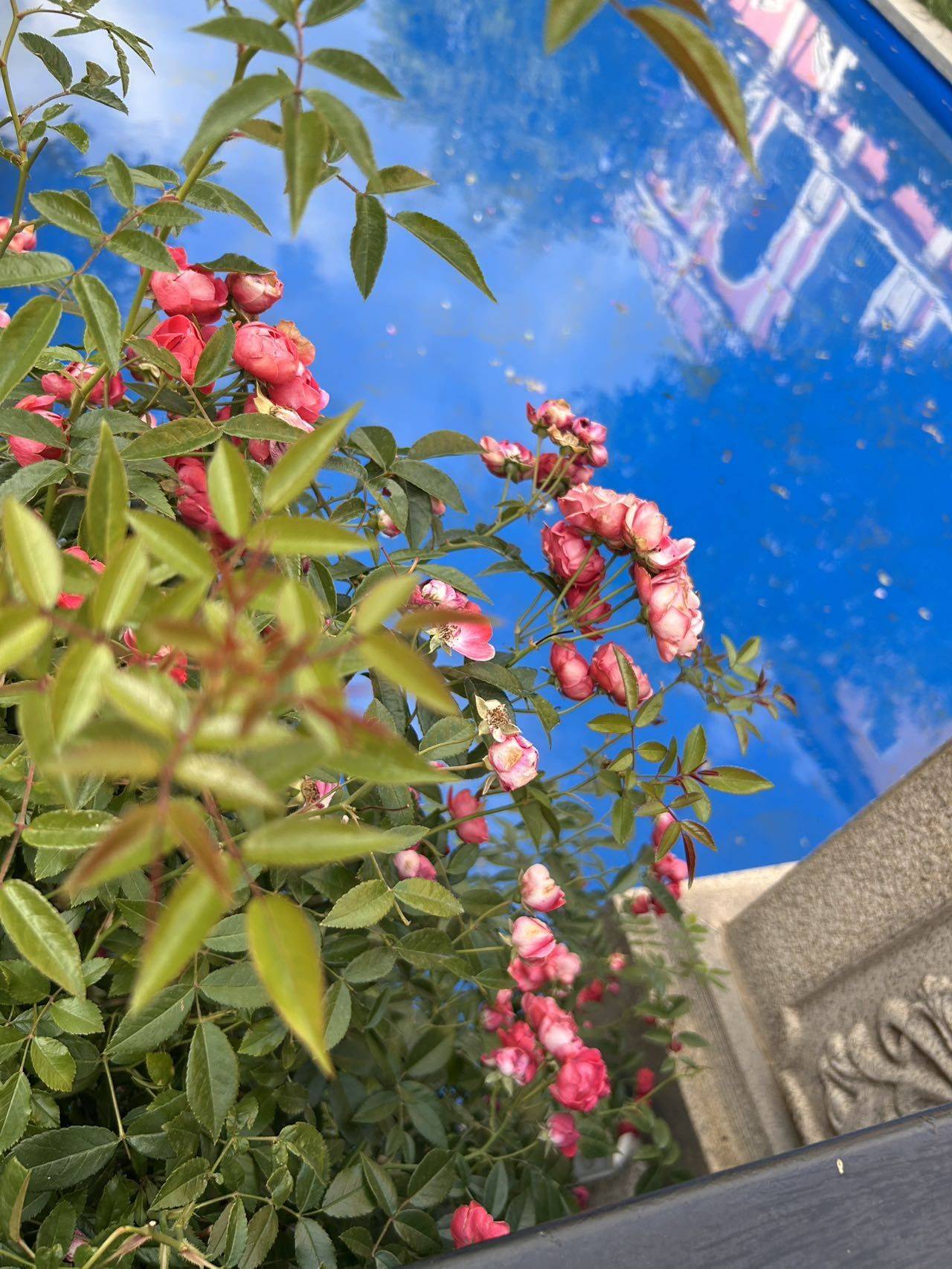 夏茉🧸