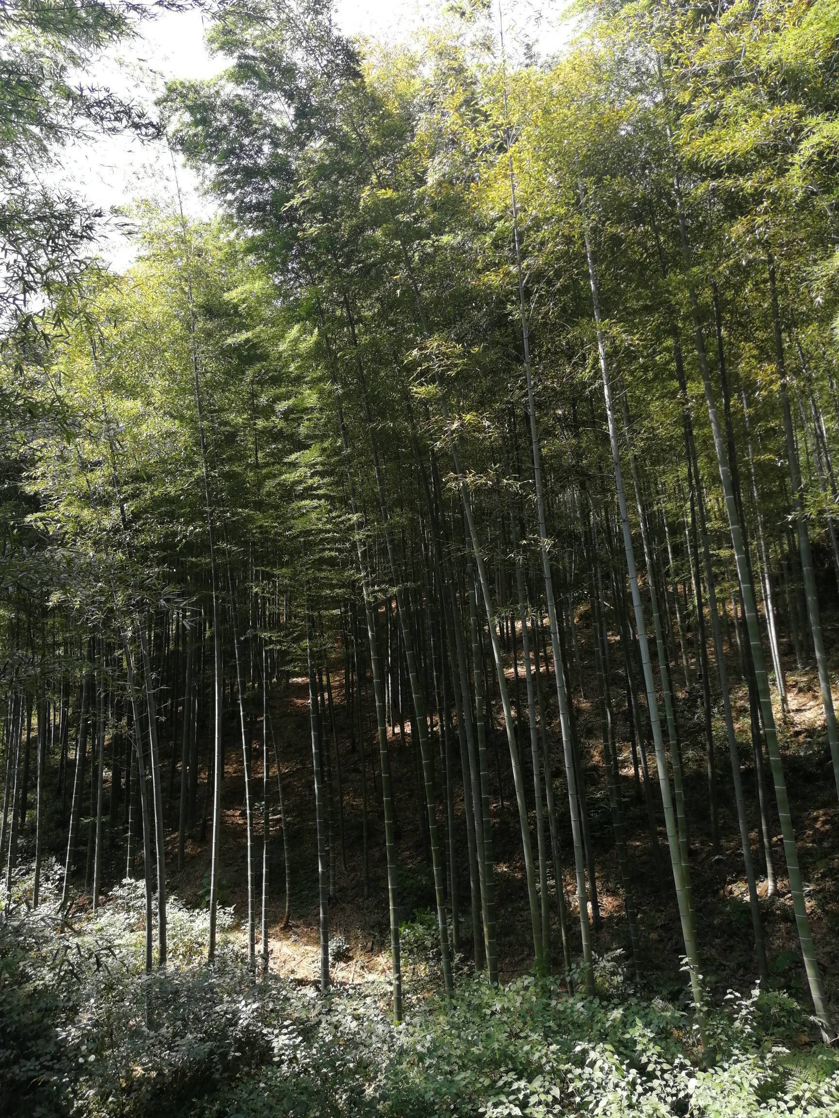 豆豆