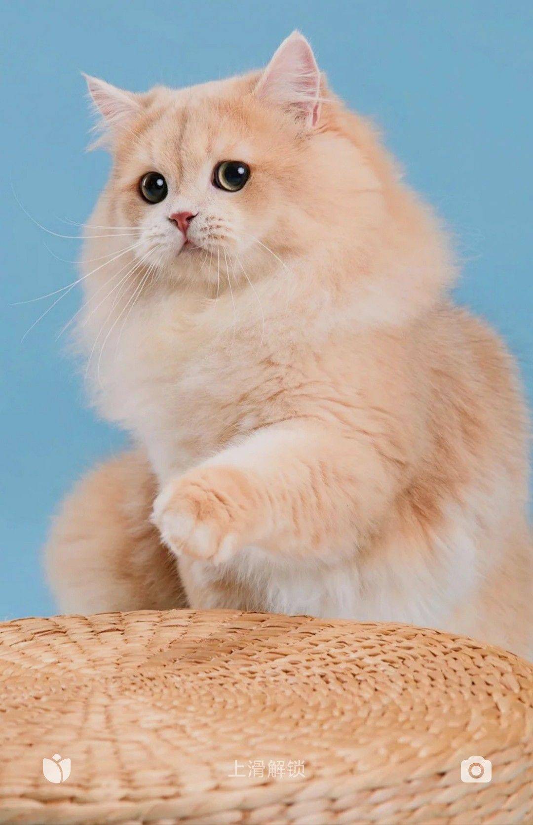 萍