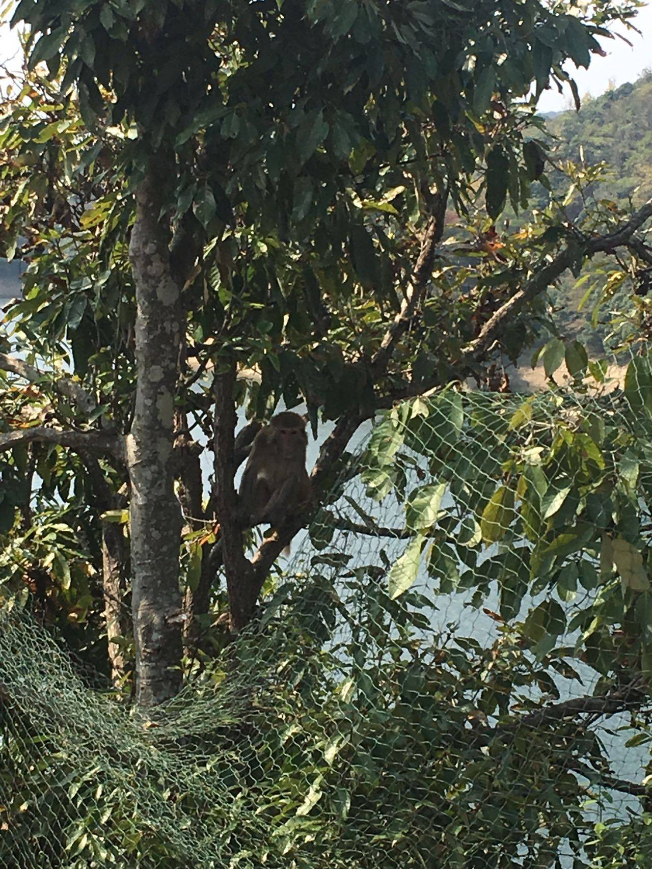 亭亭不语